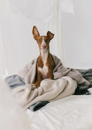 Soft Felted Cashmere Blanket ( Baby Cashmere ) Charcoal
