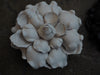 New York Hand Crafted camelia Flower Brooch - Ivory leather